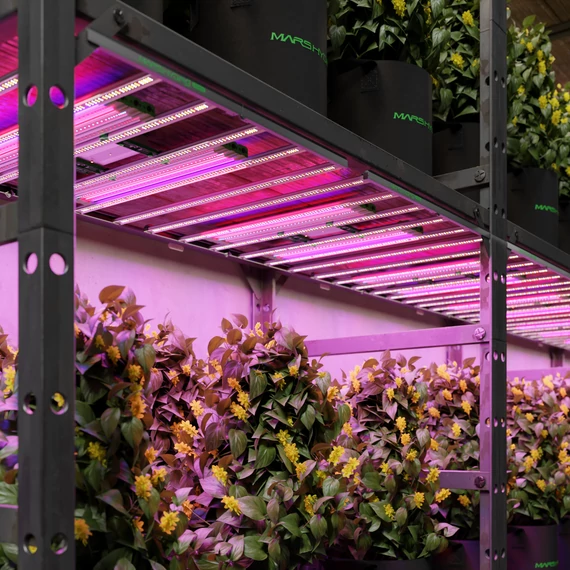 Mars Hydro ADlite UV 55 + IR 30 kiegészítő LED termesztőlámpa-rudak kombinációja
